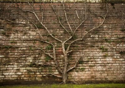 Just Another Brick Wall: 6 Expert Tips for Overcoming Tough Genealogy Challenges