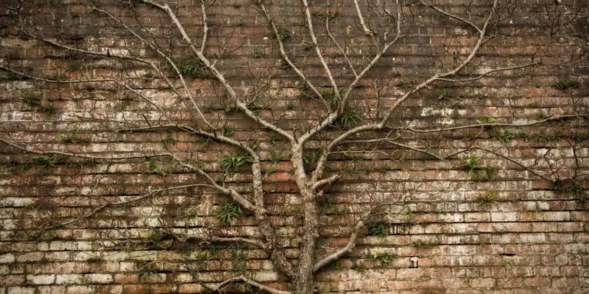 Just Another Brick Wall: 6 Expert Tips for Overcoming Tough Genealogy Challenges