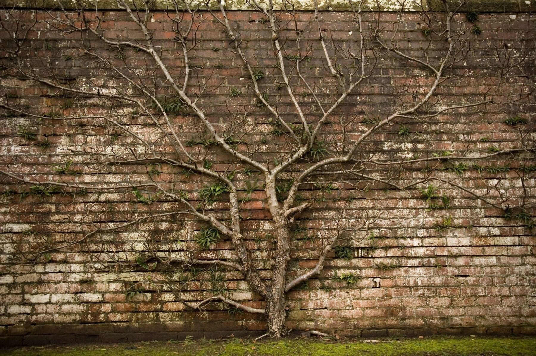 Just Another Brick Wall: 6 Expert Tips for Overcoming Tough Genealogy Challenges